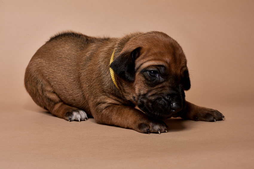 Rhodesian ridgeback female puppies for sale--6