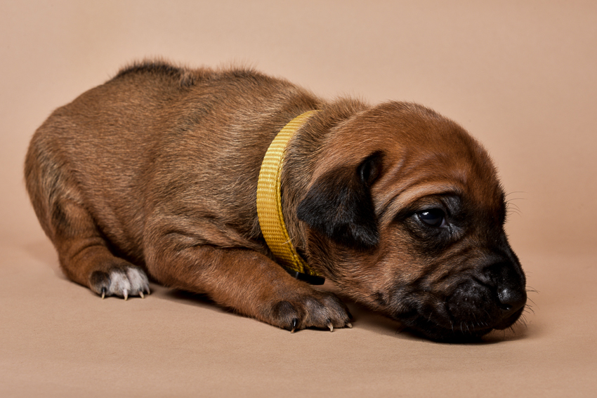 Rhodesian ridgeback female puppies for sale--7