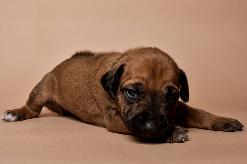 Rhodesian ridgeback female puppies for sale--9