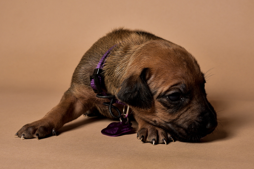 Rhodesian ridgeback female puppy for sale--2