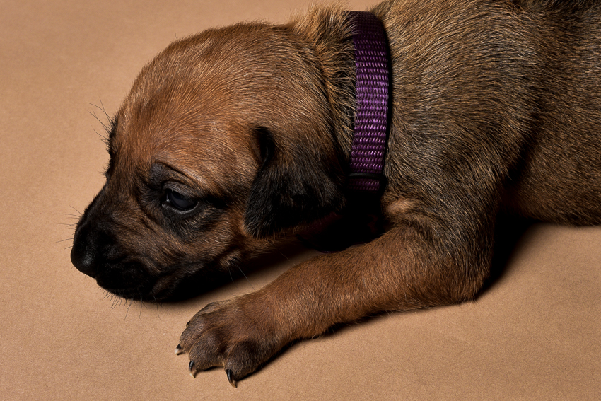Rhodesian ridgeback female puppy for sale--3