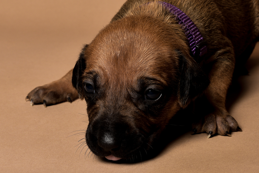 Rhodesian ridgeback female puppy for sale--4