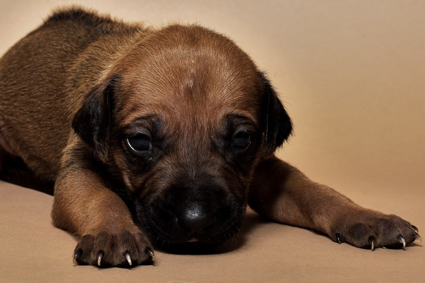 Rhodesian ridgeback female puppy for sale--5