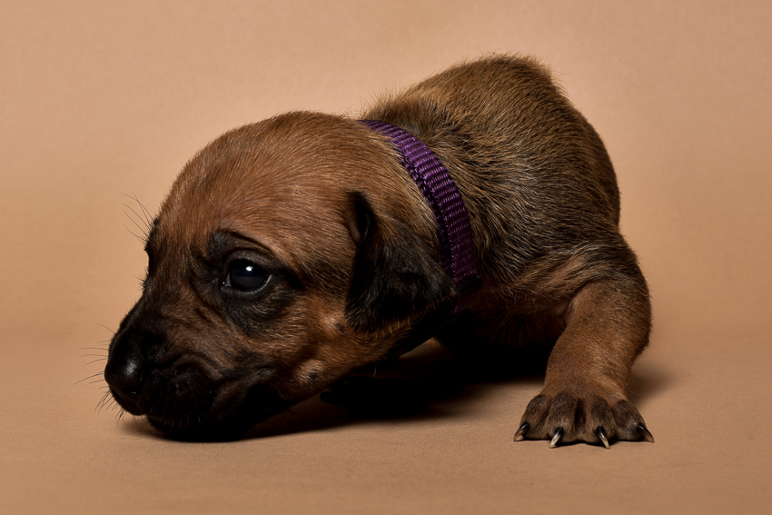 Rhodesian ridgeback female puppy for sale--7