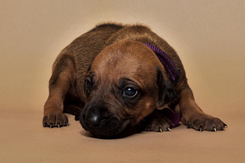 Rhodesian ridgeback female puppy for sale--8