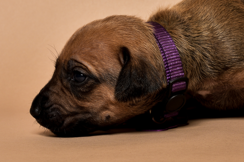 Rhodesian ridgeback female puppy for sale--9