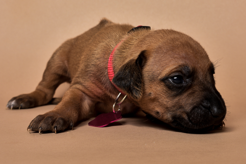 Rhodesian ridgeback girl puppy for sale--10