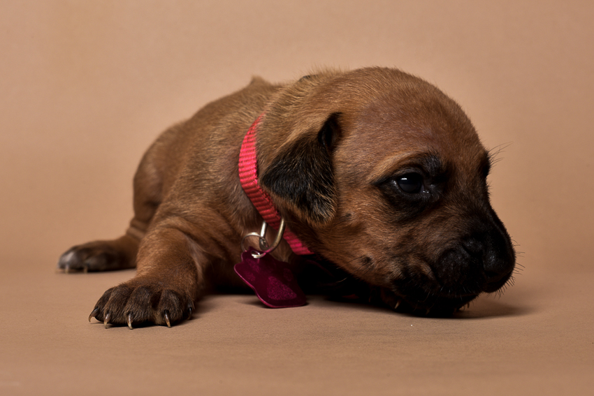 Rhodesian ridgeback girl puppy for sale--12