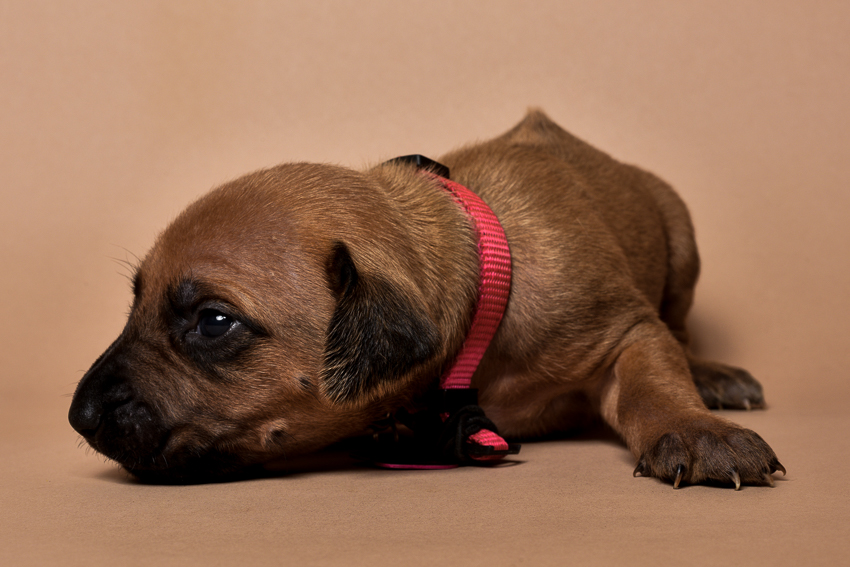 Rhodesian ridgeback girl puppy for sale--13