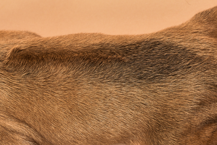 Rhodesian ridgeback girl puppy for sale--15