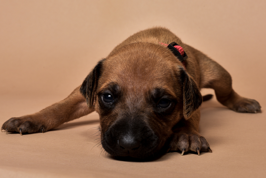 Rhodesian ridgeback girl puppy for sale--5