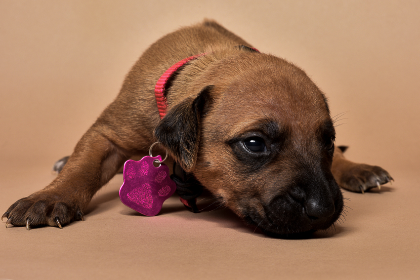 Rhodesian ridgeback girl puppy for sale--7