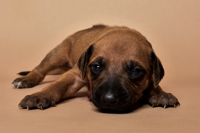 Rhodesian ridgeback girl puppy for sale--9