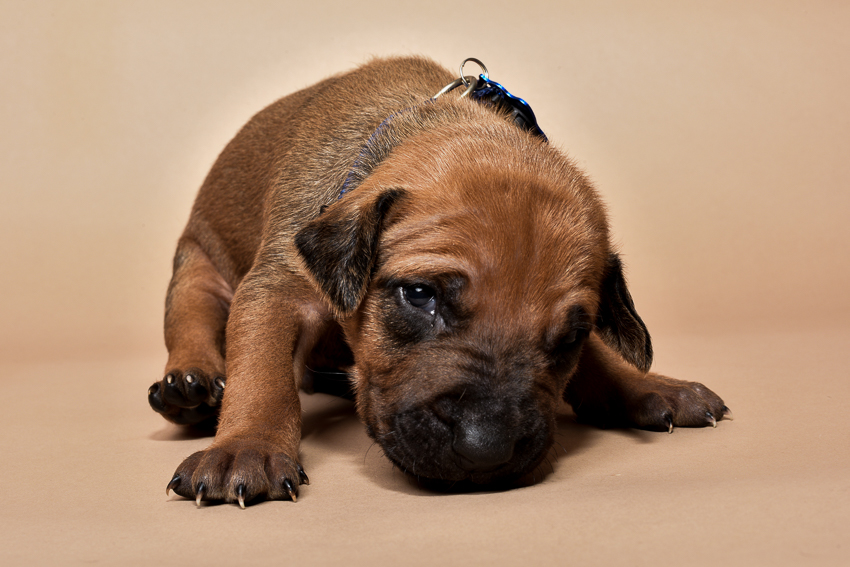 Rhodesian ridgeback male puppies for sale-