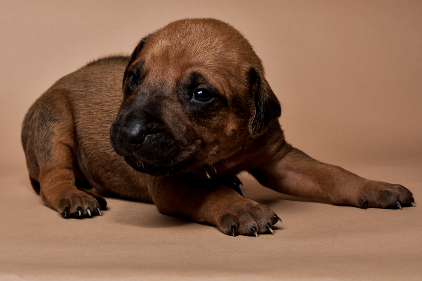 Rhodesian ridgeback male puppies for sale--10