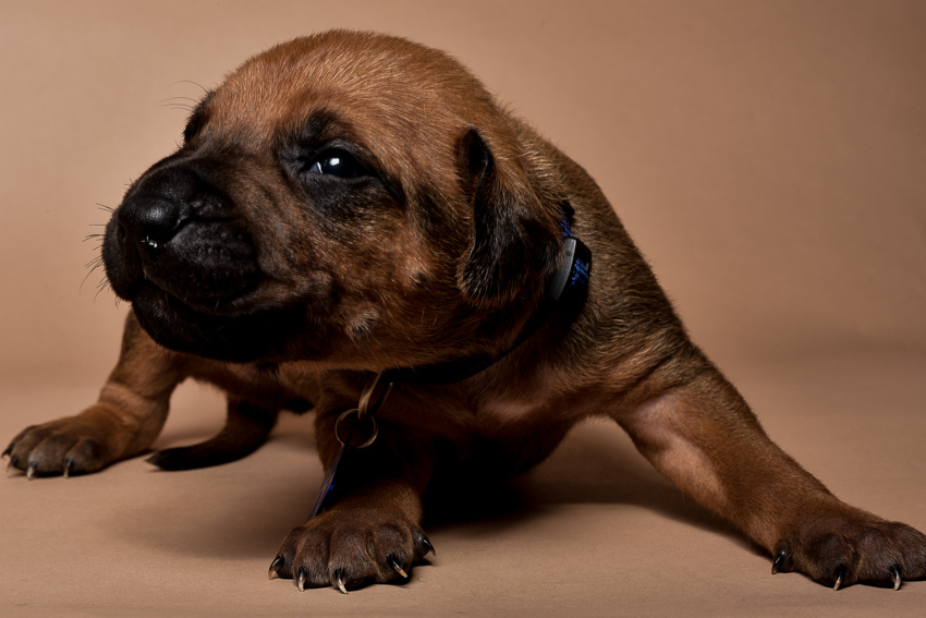 Rhodesian ridgeback male puppies for sale--11