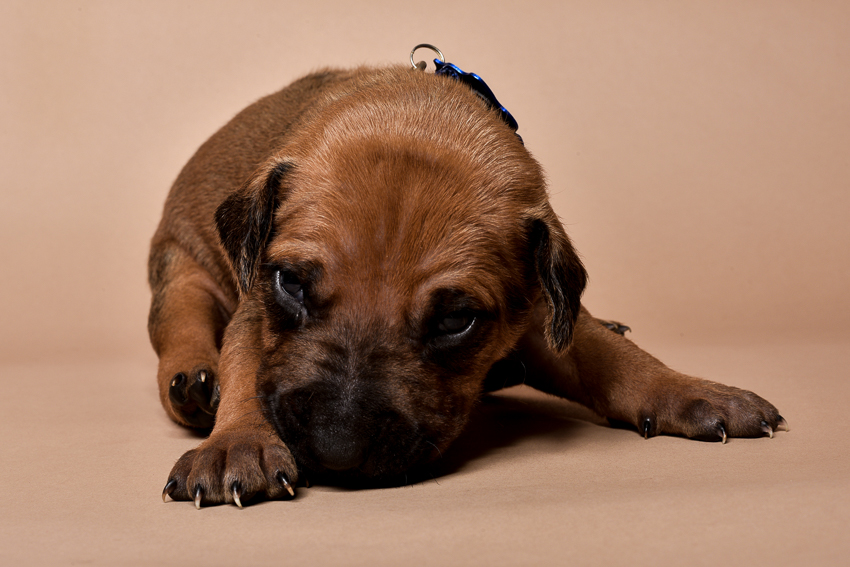 Rhodesian ridgeback male puppies for sale--2