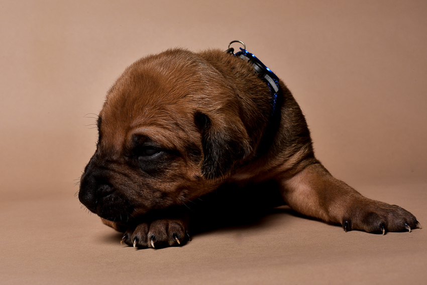 Rhodesian ridgeback male puppies for sale--3