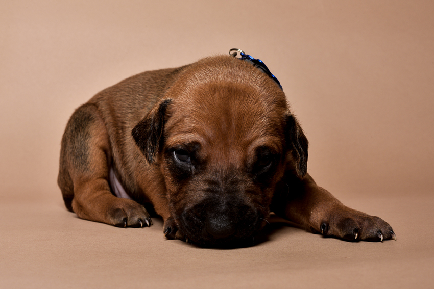 Rhodesian ridgeback male puppies for sale--4