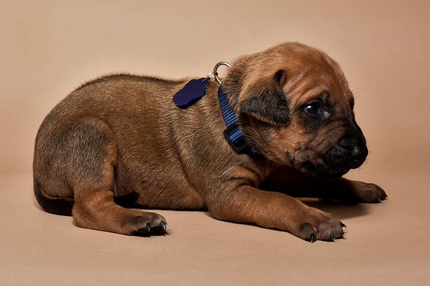 Rhodesian ridgeback male puppies for sale--5