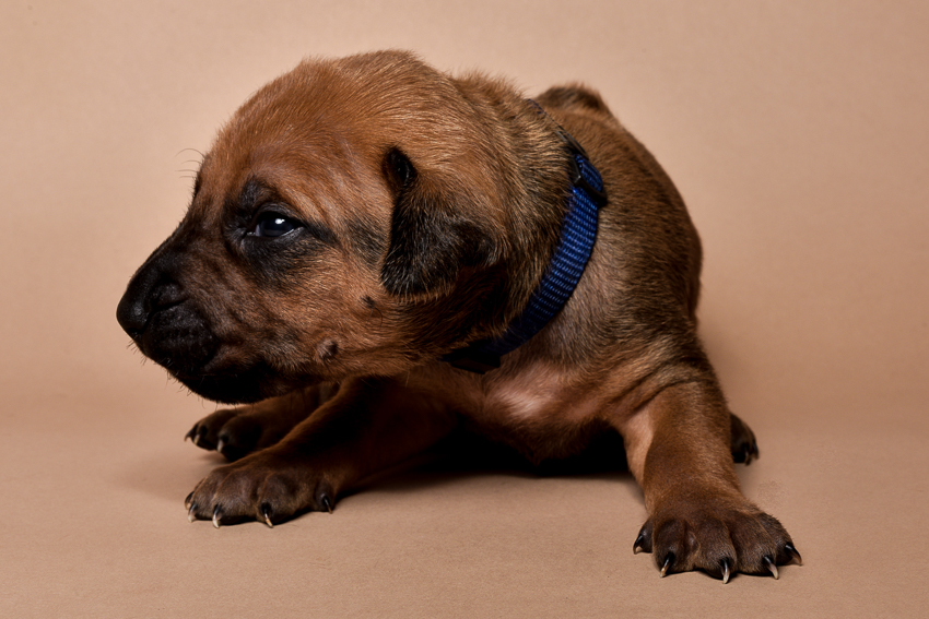 Rhodesian ridgeback male puppies for sale--6