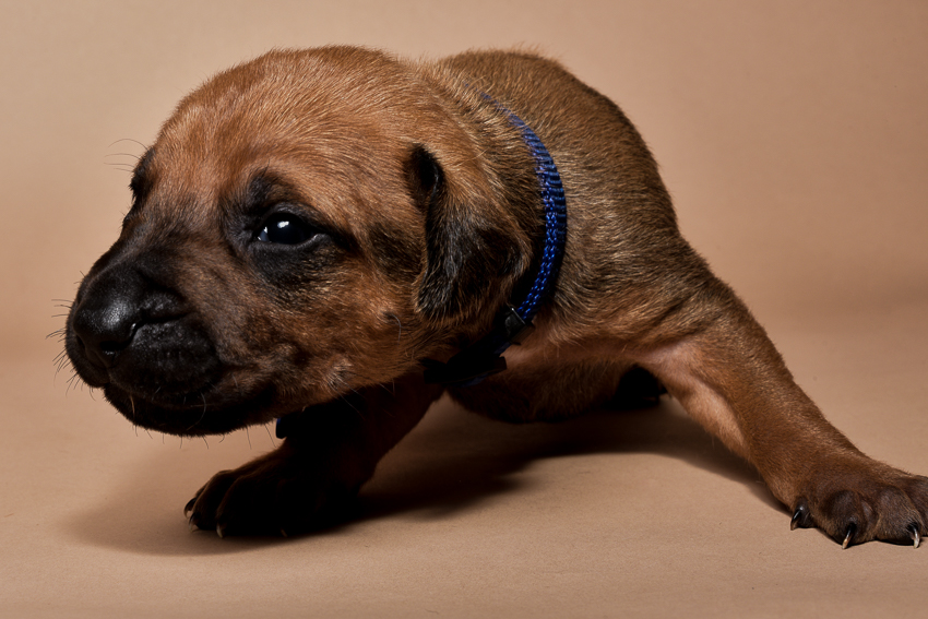 Rhodesian ridgeback male puppies for sale--7