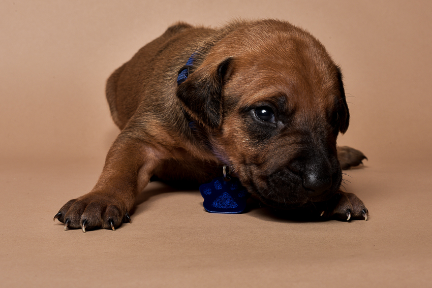 Rhodesian ridgeback male puppies for sale--8