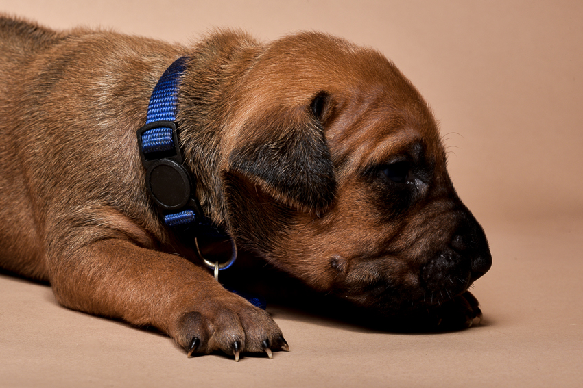 Rhodesian ridgeback male puppies for sale--9