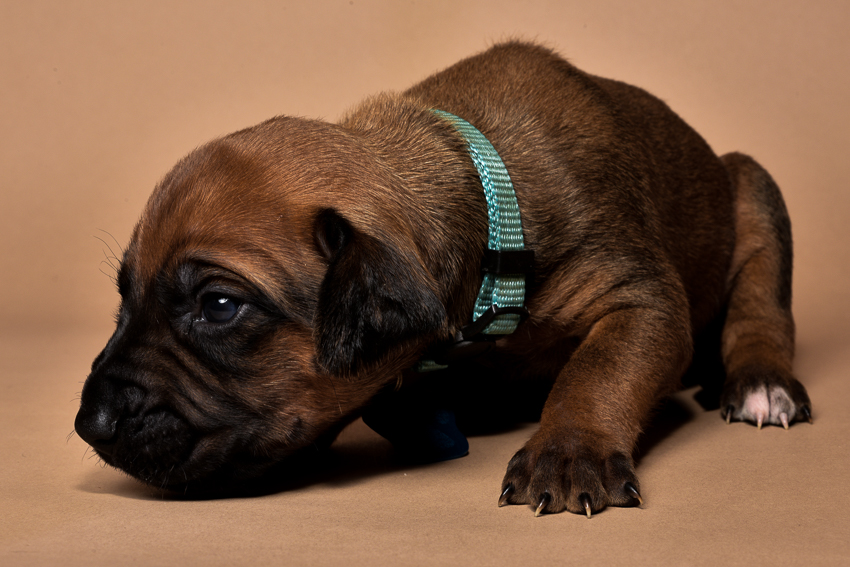 Rhodesian ridgeback male puppies for sale in austin texas-
