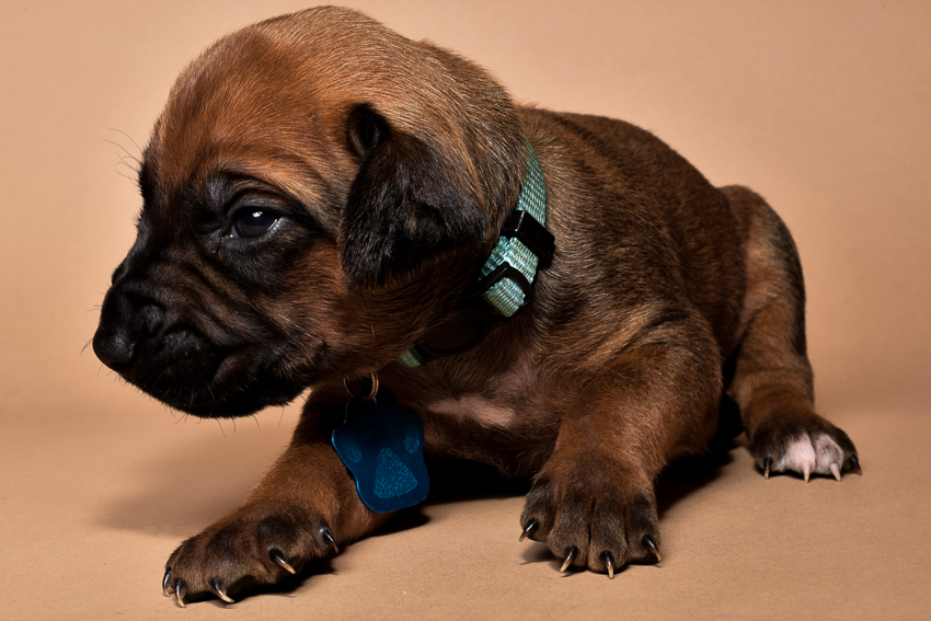 Rhodesian ridgeback male puppies for sale in austin texas--2