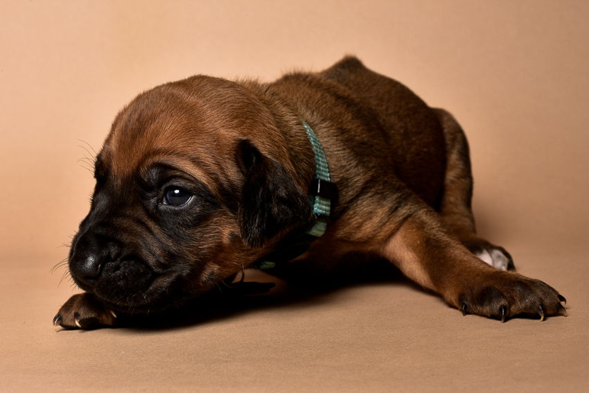 Rhodesian ridgeback male puppies for sale in austin texas--3