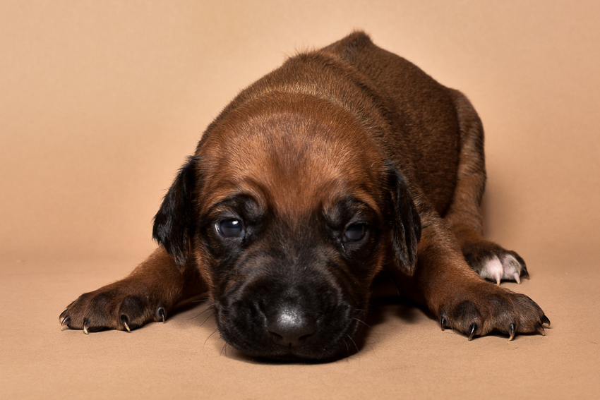 Rhodesian ridgeback male puppies for sale in austin texas--5