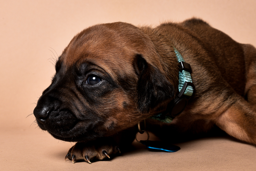 Rhodesian ridgeback male puppies for sale in austin texas--6