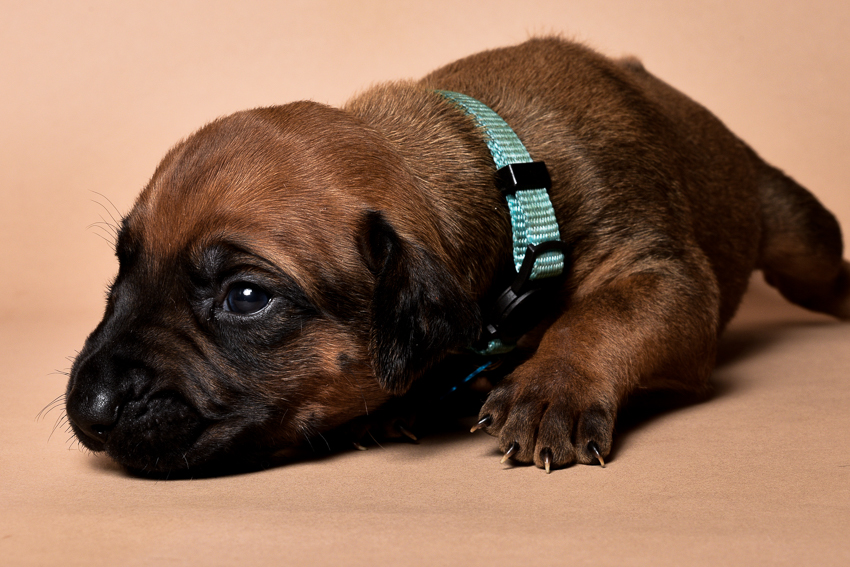 Rhodesian ridgeback male puppies for sale in austin texas--7