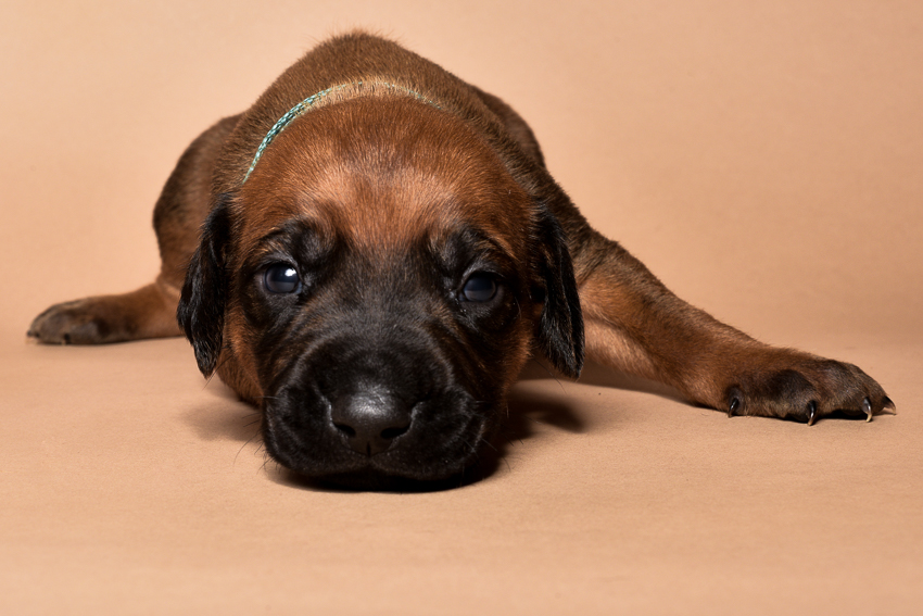 Rhodesian ridgeback male puppies for sale in austin texas--8