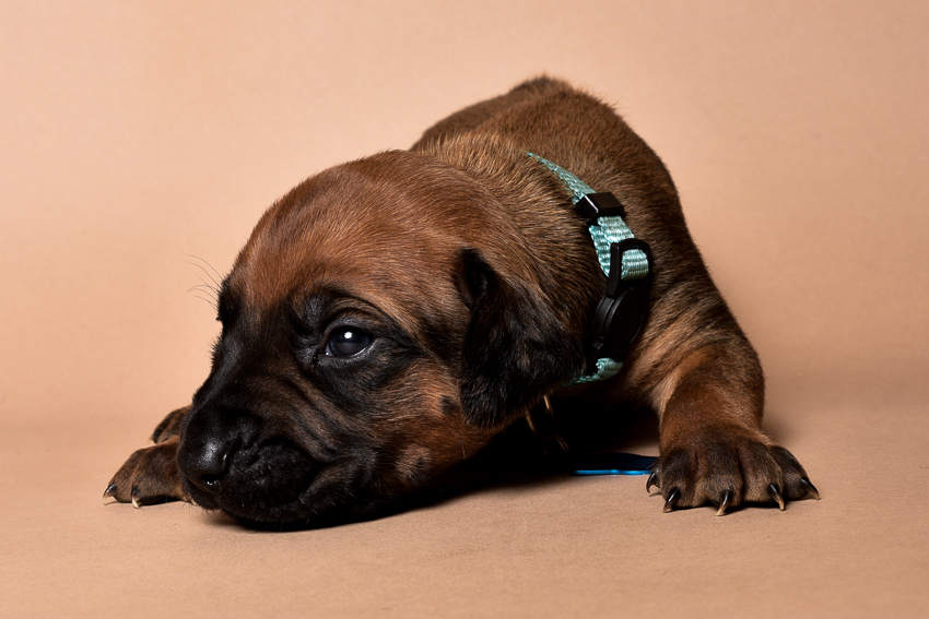 Rhodesian ridgeback male puppies for sale in austin texas--9
