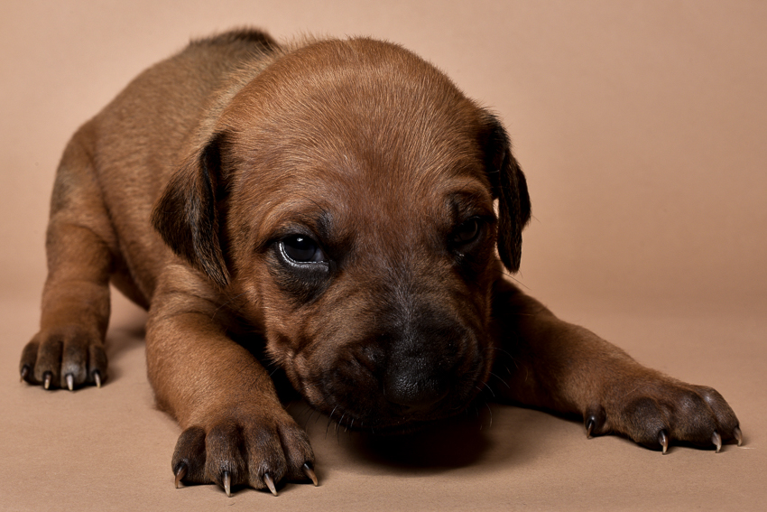 Rhodesian ridgeback male puppy for sale--2