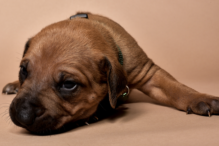 Rhodesian ridgeback male puppy for sale--4