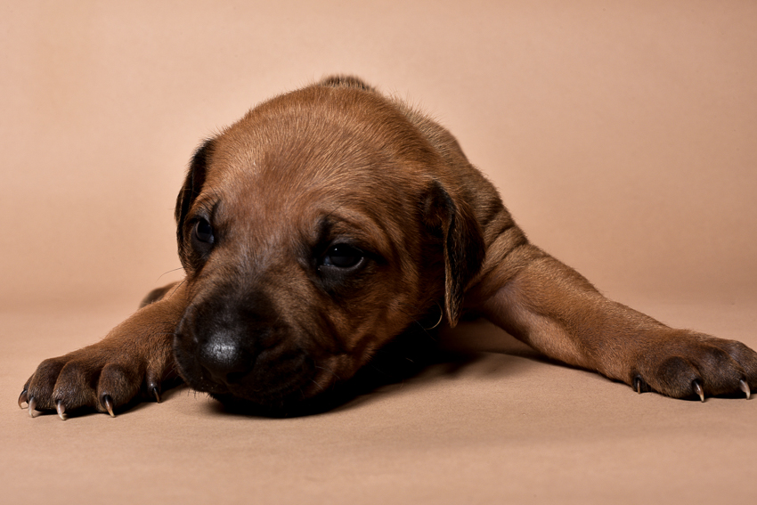 Rhodesian ridgeback male puppy for sale--5