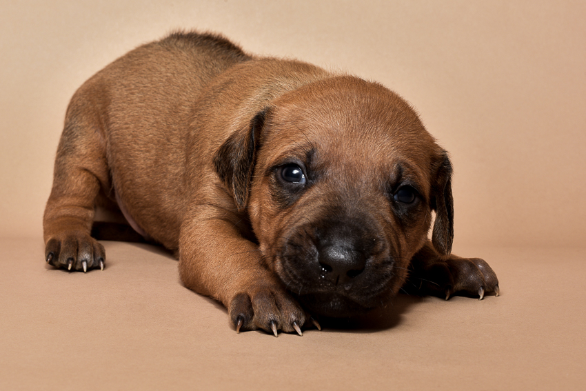 Rhodesian ridgeback male puppy for sale--6