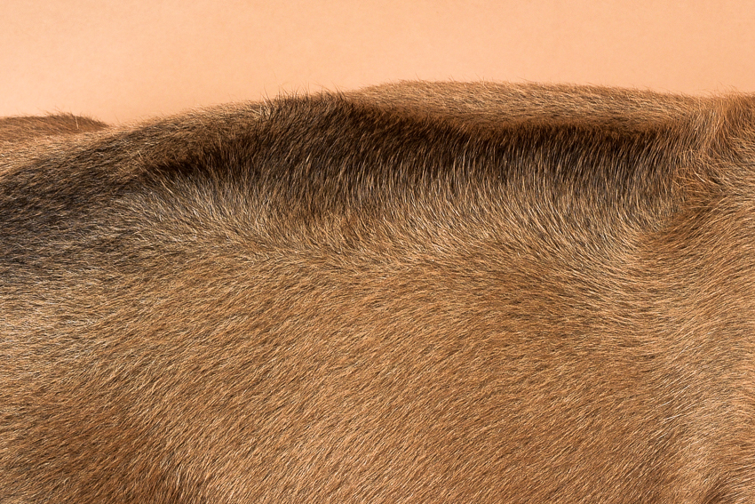 Rhodesian ridgeback male puppy for sale--7