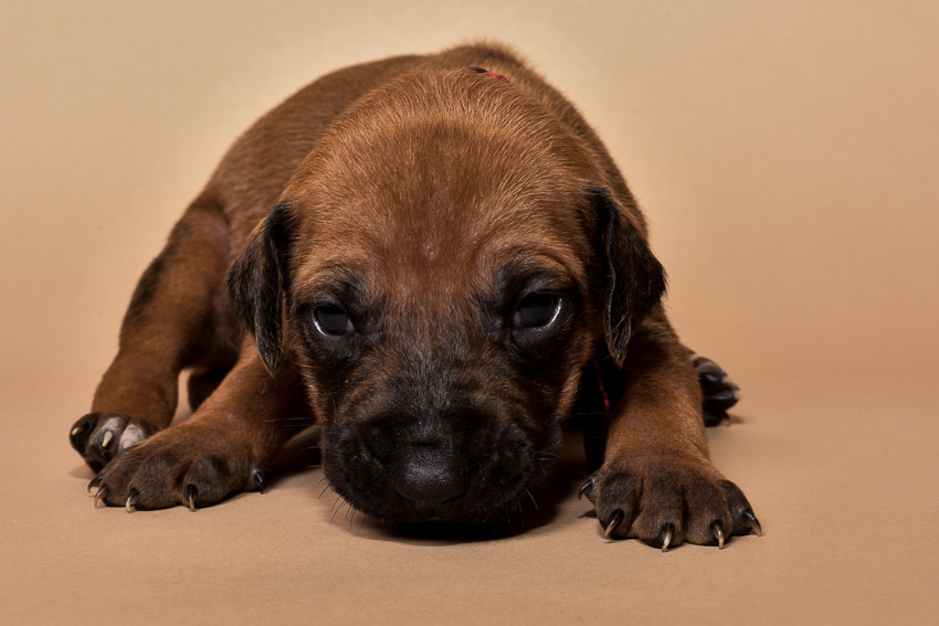 Rhodesian ridgeback puppy for sale females--2