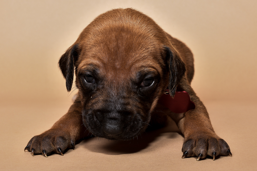 Rhodesian ridgeback puppy for sale females--3