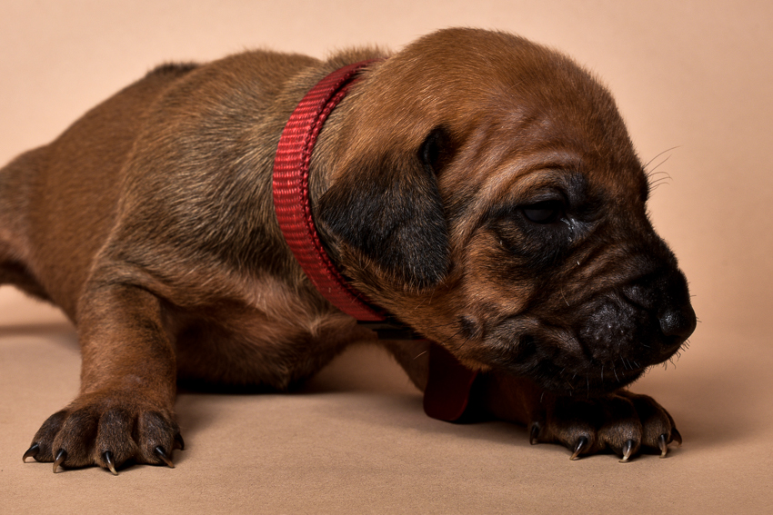 Rhodesian ridgeback puppy for sale females--4