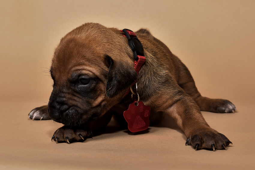 Rhodesian ridgeback puppy for sale females--5