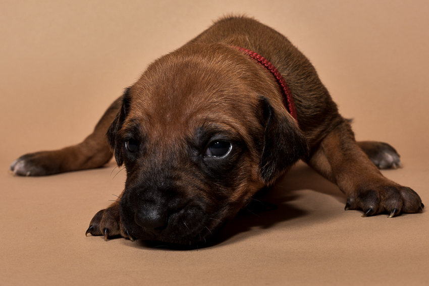 Rhodesian ridgeback puppy for sale females--7