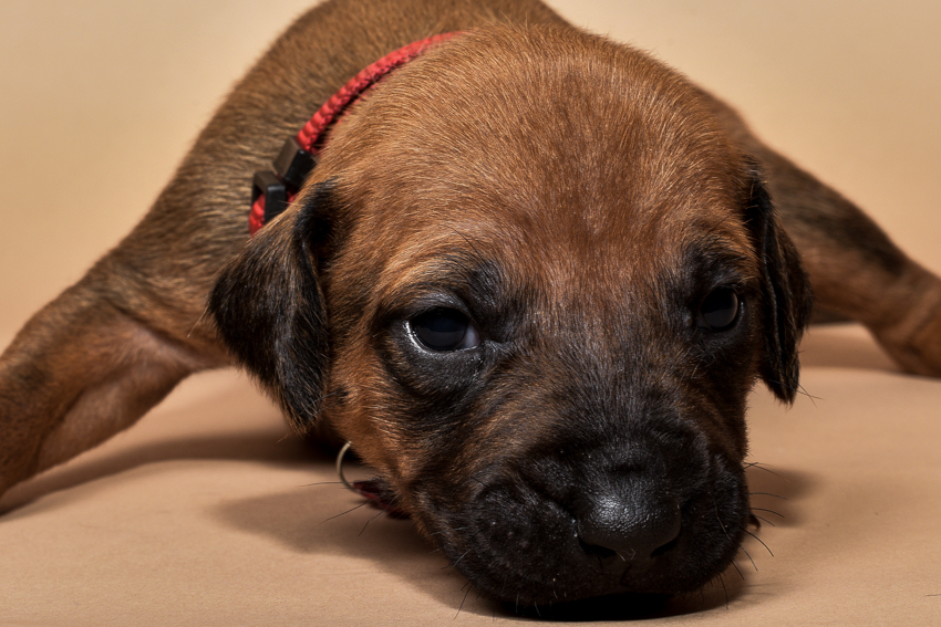 Rhodesian ridgeback puppy for sale females--8