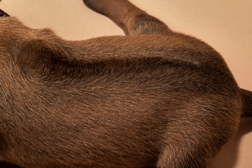 Rhodesian ridgeback puppy for sale females--9