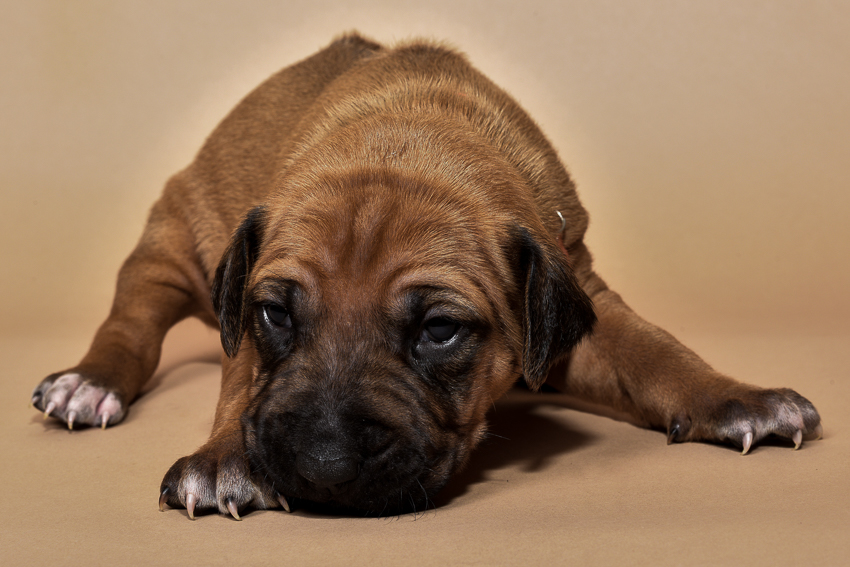 Rhodesian ridgeback puppy for sale male-