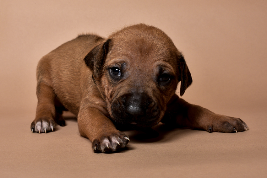 Rhodesian ridgeback puppy for sale male--11